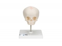 luksusowy model demonstracyjny czaszki dentystycznej człowieka, 10 części - 3b smart anatomy - 1000059 [a27] 3b scientific modele anatomiczne 16